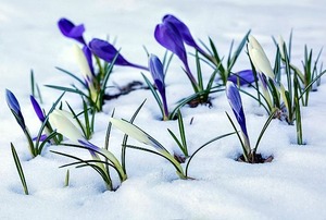 Crocuses cropping up in Spring snow.