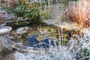 a pond with lily pads in winter, surrounded by frosty grass