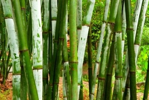 A stand of green bamboo conceals a garden.