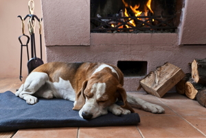 A dog sleeping in front of a fireplace.