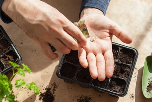 hands starting seeds indoors in a plastic planter tray