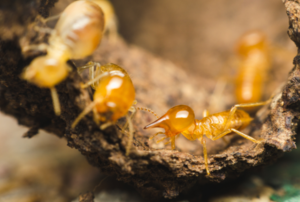 several termites