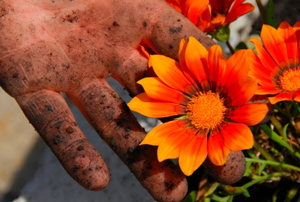 An orange gazania flower growing in a garden, held by a dirty hand.
