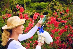 Young woman spraying a pesticide on a blooming tree.