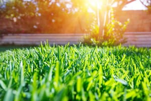 Close up of grass lawn