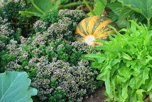 close up veggie garden