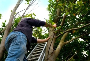 A man on a ladder using a saw to cut branches.