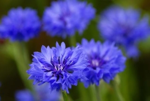 Close on blooming blue cornflowers.