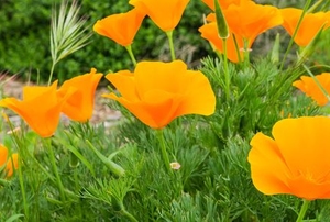 bright yellow poppies growing in a green bush