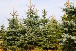 An array of coniferous trees on a Christmas tree farm.