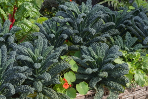 a permaculture garden with large kale leaves and other plants