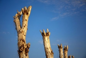 Stripped tree trunks.