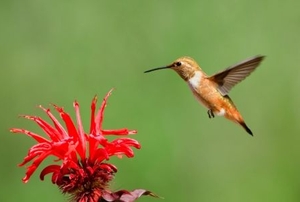 Hummingbird feeding on Red Bee-balm flowers.
