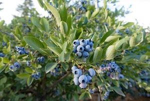 A blueberry bush.