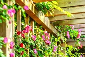 A beech wood pergola.
