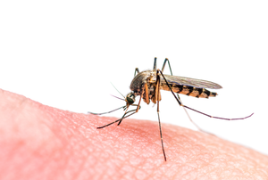 A fly on a finger.