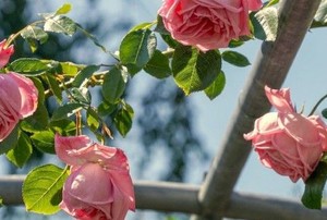 pink roses growing on a garden trellis