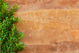 rammed earth wall with plant
