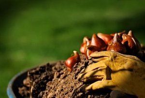 Fall Bulb Planting