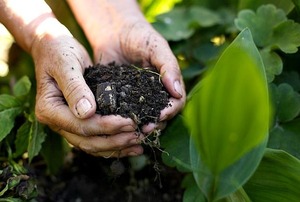 Spreading organic fertilizer in the garden.
