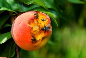 A peach rotting on the tree attracts insects.