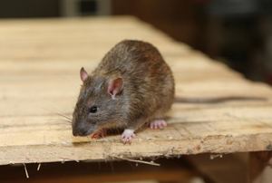 A rat on a piece of wood.