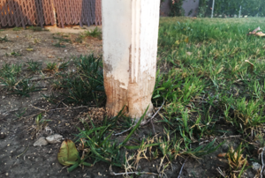 Worn mailbox post