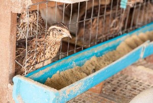 Quail in a wire cage looking into their feeding trough with grain in it.