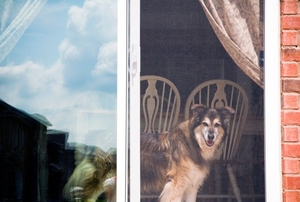 An open, sliding glass patio door with a screen where a dog looks out.