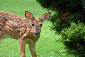 A deer in the wild.