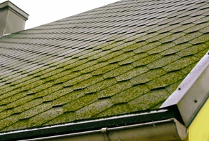 moss covered roof