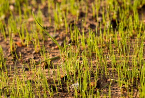 A close-up image of grass seedlings.