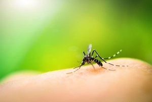 mosquito biting skin