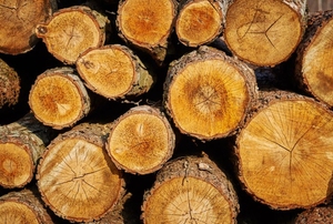 stacked logs