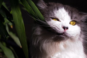 pet cat eating leaves