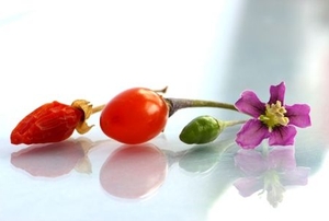 Four stages of goji berry.