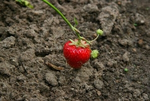 Lone strawberry in a garden.