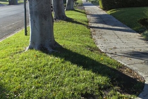 grass and trees on the curb next to a public sidewalk