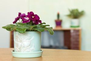 An African violet in a green container with other plants in the background.