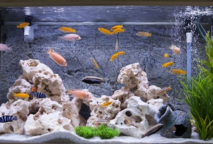 A fish aquarium.
