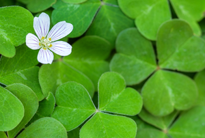 Clover leaves with one flower