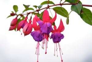 purple and hot pink fuchsia flowers on a vine