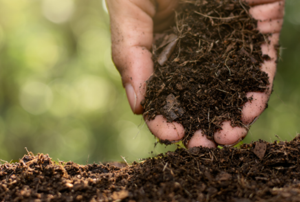 Soil.
