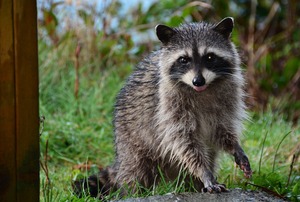 A raccoon in the woods.