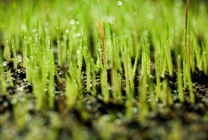 Fresh sprouts of a new lawn.