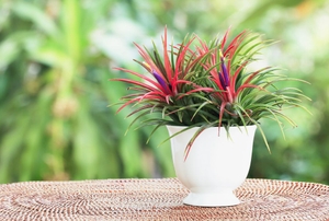 Air plants with purple and red blooms in a white vase.
