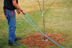 A gardener watering a tree he just planted.