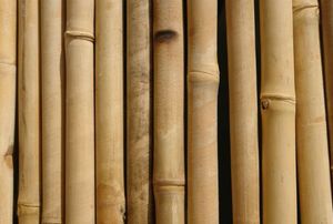 bamboo