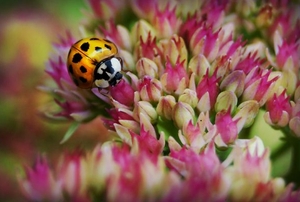 A ladybug on pink flowers.