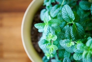 A healthy green mint plant growing in a small planter.